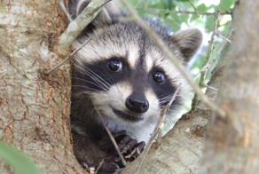 Енот укрылся от стихии