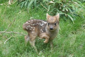 В зоопарке Нью-Йорка родился самый маленький олень пуду