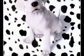 25 фактов о собачках