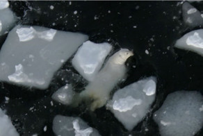 В мире животных - домашних и диких.  Белый медведь в родной стихии.