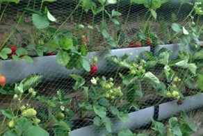 Он кладет рулон туалетной бумаги в цветочный горшок. Что из этого получается? Просто потрясающий результат! 