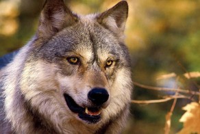 Карл Брендерс. Волки