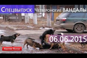 Четвероногие вандалы растерзали припаркованный автомобиль / Июнь 2015