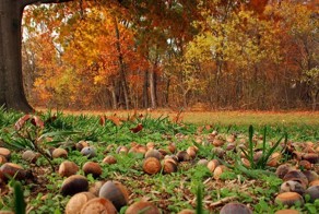  Пришла пора собирать урожай!