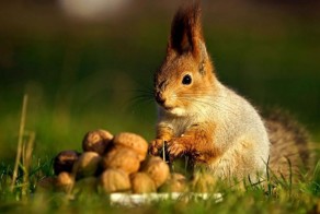  Любимое лакомство белок лесные орешки!