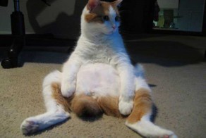 Топ 10 Самые дорогие породы кошек в мире