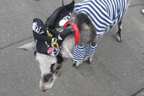 Прикол со Дня Военноморского Флота в Северодвинске