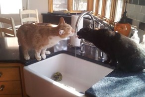 Шикарное фото