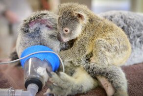 Малыш-коала не отошел от матери во время операции