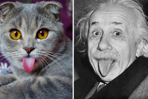 Кошка Мелисса, которая любит высовывать язык 