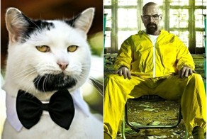 Кот, который очень похож на Уолтера Уайта из сериала "Во все тяжкие"