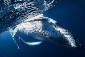 Удивительные подводные фотографии китов