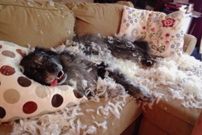 21 собака, которая ни в чем не виновата