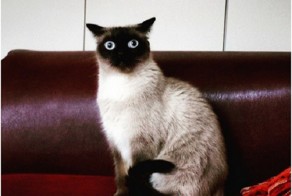25 реакций котов, которые понятны каждому интроверту