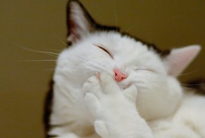 Веселые котики