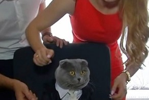 В румынской компании назначили кота на пост директора   