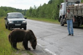 Встреча с медведем