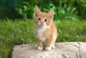 Жестокость с детства. Норма?