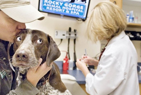 Ветеринарка