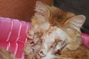 Накажите виновных