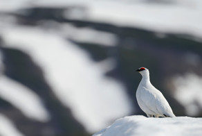 Куропат vs медвежья семья