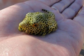 Фотоприкол дня