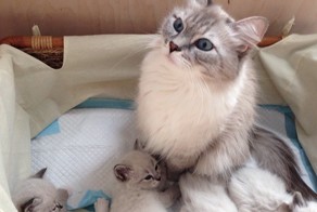 10 самых влиятельных котов России