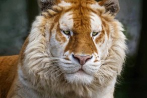  Самый редкий золотой тигр