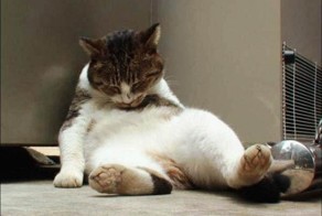 Кот умирает