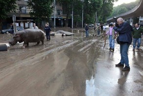 В Тбилиси из за наводнения из зоопарка сбежали дикие животные