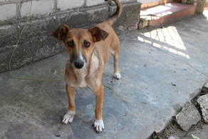 Спасение щенка