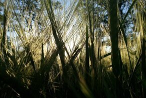 Пшеничное поле на рассвете