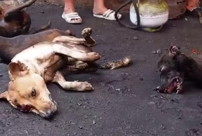 Индонезийцы живьём коптят собаку
