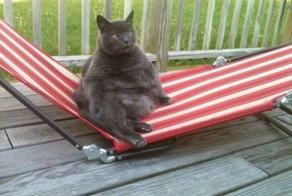 Смешные картинки