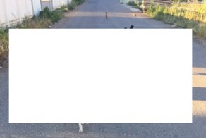 Стая дворняг напала на человека