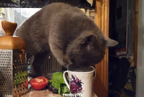 Находчивый кот нашел способ пить молоко