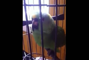 Плачущий попугай