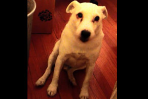 Пес включил заднюю