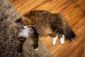 Как я побрил кота