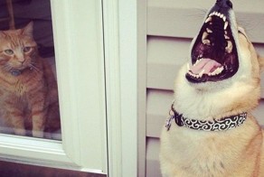 Когда наблюдаешь такое — не понимаешь: смеяться или плакать