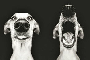 Самые экспрессивные собаки на свете