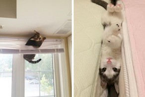 14 котов, которые не понимают, почему их фотографируют, а не спасают