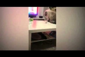 Отмстил хозяйки