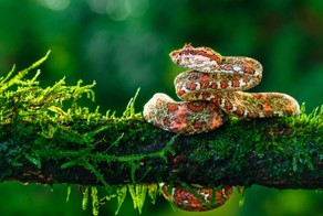 Пугающие и потрясающие фотографии змей