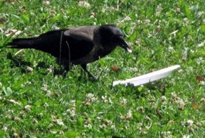 Я увидел, как эта ворона ела в парке, и обалдел от того, что она сделала