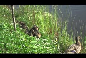 Утка с утятами на пруду