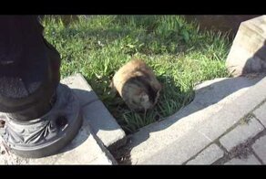 Кот ест траву