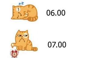 Распорядок кота