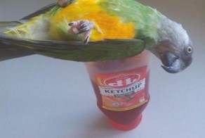 Фотоприкол онлайн