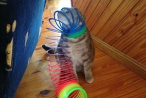 Фотоприкол онлайн